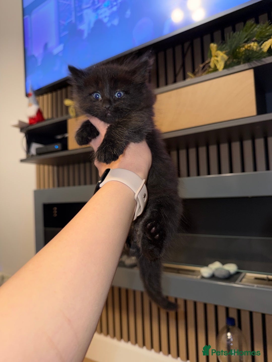 Siberian cats for sale: 6 beautiful Siberians kittens - Advert 10