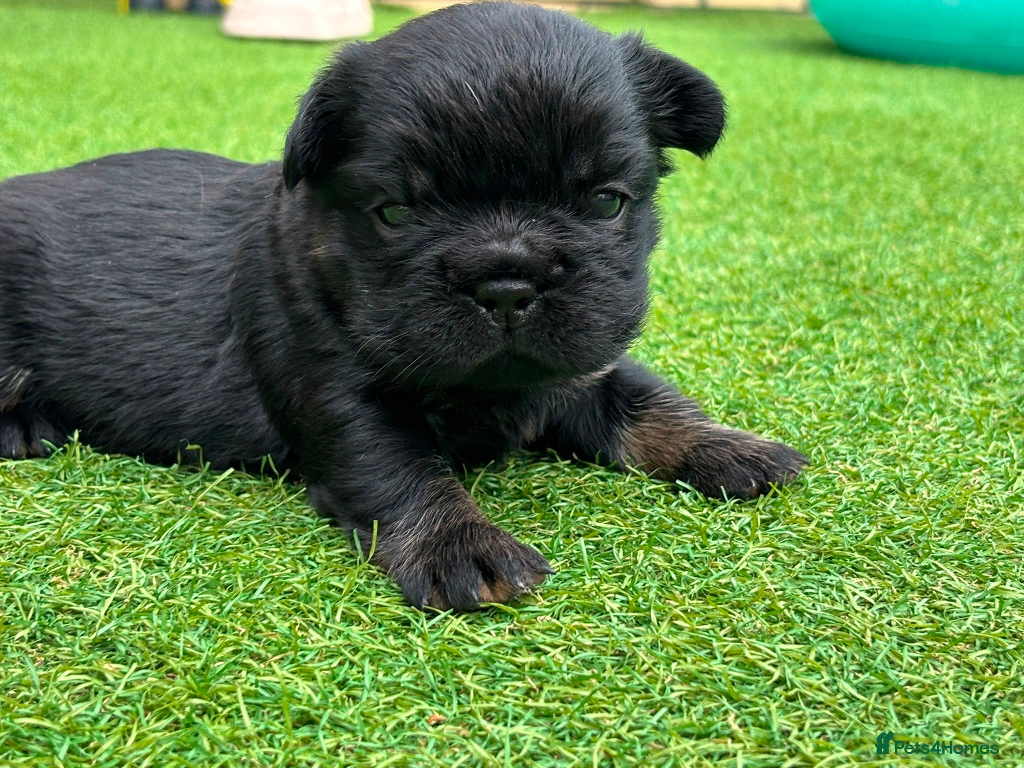 French Bulldog dogs Stunning French Bulldog Puppies - Advert 2