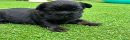 French Bulldog dogs for sale: Stunning French Bulldog Puppies in Norwich - Advert 3