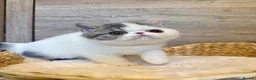 Exotic cats for sale: Outstanding Exotic Shorthair Kittens - Advert 8