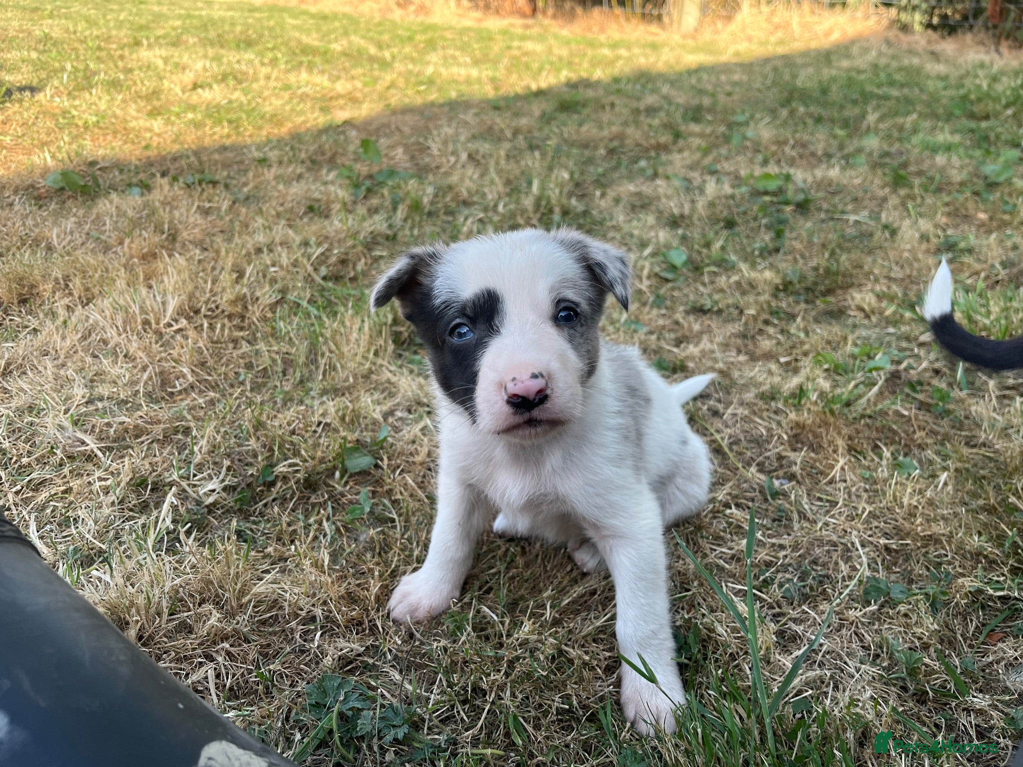 Border Collie dogs Merle collies for sale 👀 - Advert 1