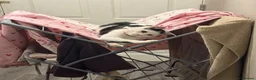 Mixed Breed cats for sale: Beautiful Tabby Oreo  - Advert 5