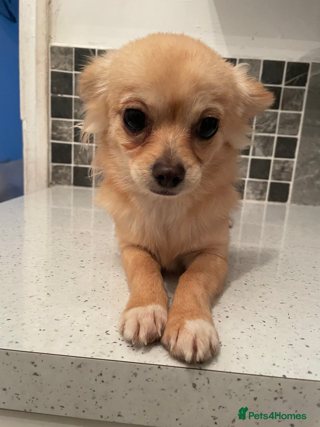 Chihuahua dogs for sale: Mini  **  chihuahua puppies  - Advert 11