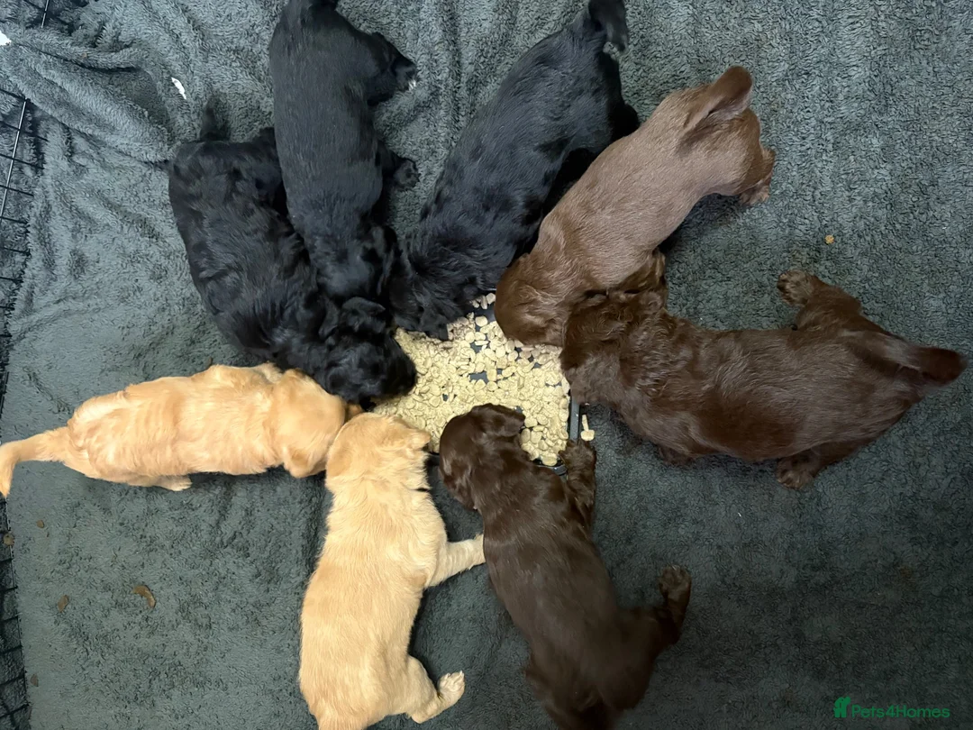 Labradoodle dogs for sale: Miniature labradoodle puppies  - Advert 11