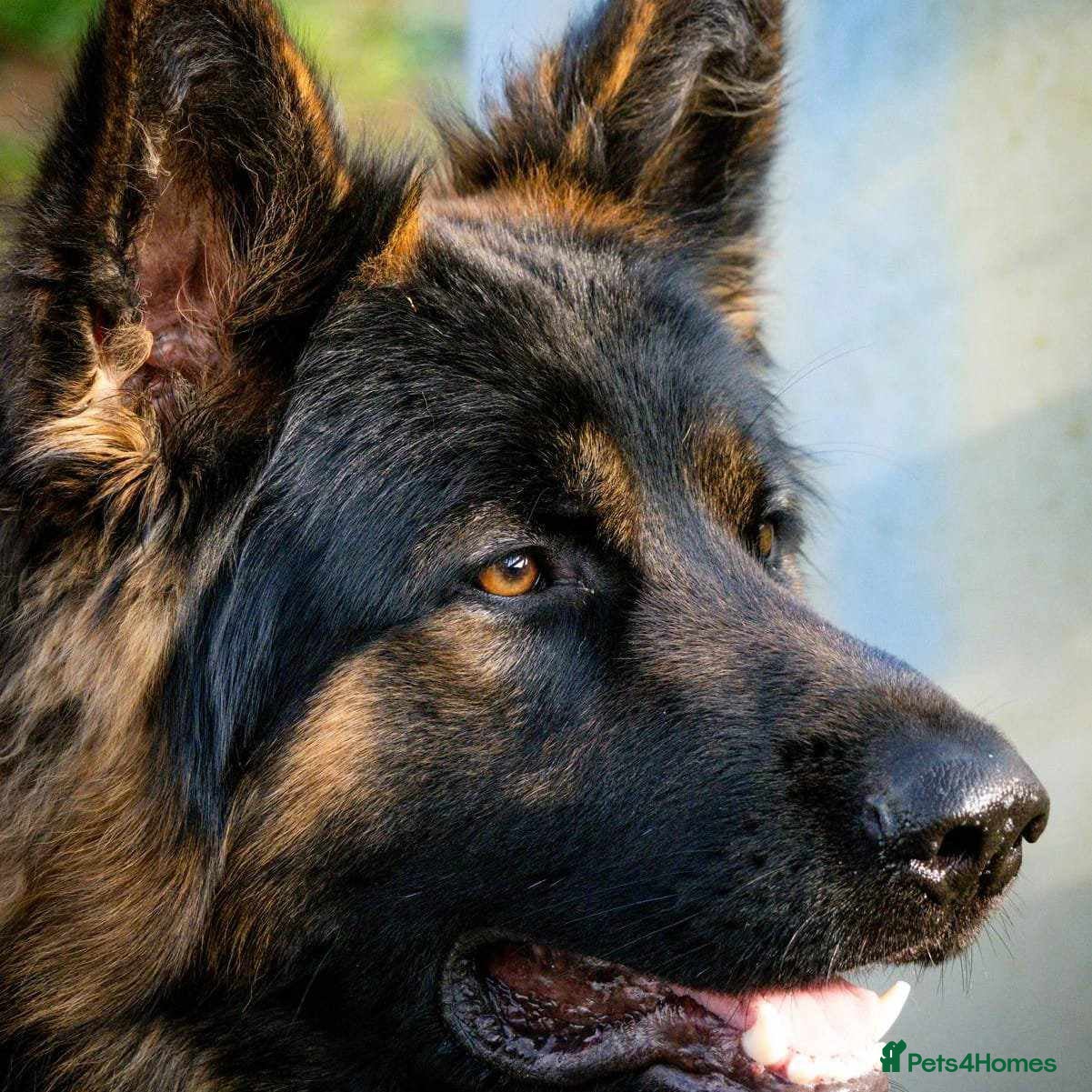 German Shepherd dogs BEAUTIFUL LONG COAT GERMAN SHEPHERD PUPPIES - Advert 1