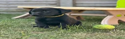 Labrador Retriever dogs for sale: KC registered male lab pups. Fully health tested - Advert 2