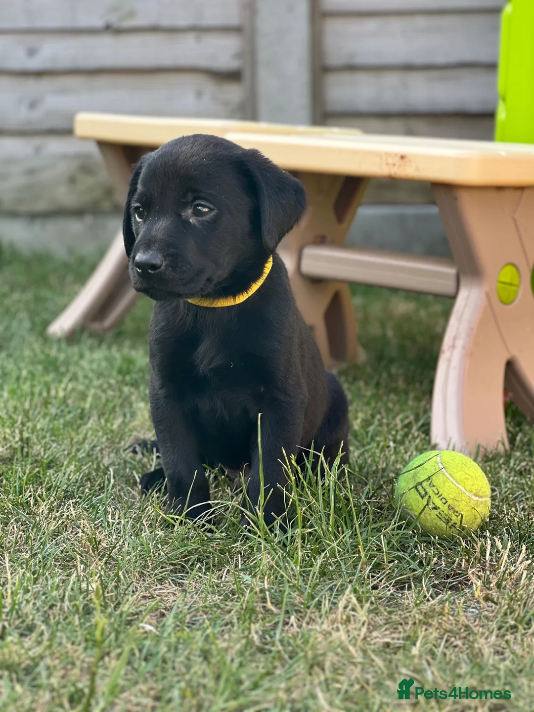 Labrador Retriever dogs for sale: KC registered male lab pups. Fully health tested - Advert 2