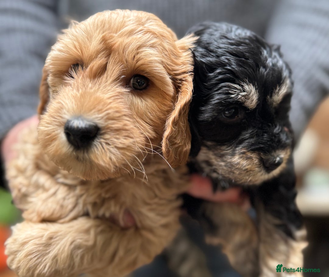 Schnoodle dogs for sale: Miniature Schoodle puppies - Image 17