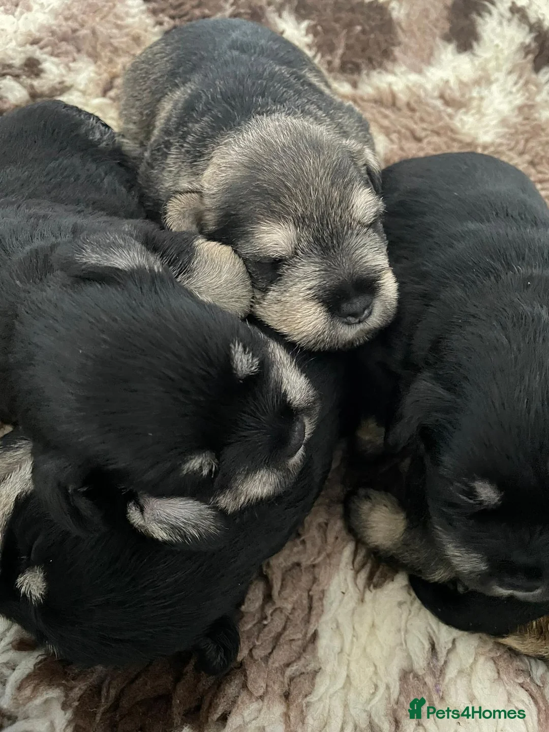 Miniature Schnauzer dogs for stud: Handsome black and silver Miniature Schnauzer  in Cambridge - Advert 23