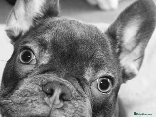 French Bulldog dogs for stud in Weston-super-Mare - Advert 1