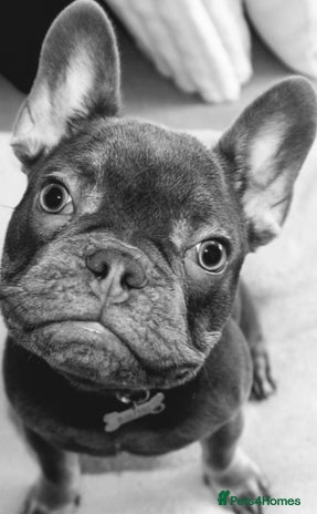 French Bulldog dogs Beautiful French Bulldog For Stud in Weston-super-Mare - Advert 1