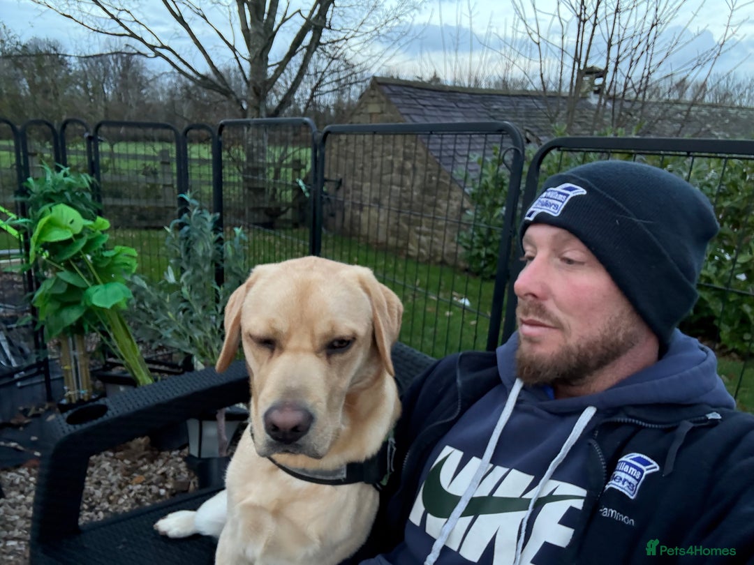 Labrador Retriever dogs for sale: Arlo 10 month old lab  - Advert 2