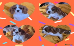 Cavalier King Charles Spaniel dogs for sale: Adorable Cavalier puppies  - Image 1