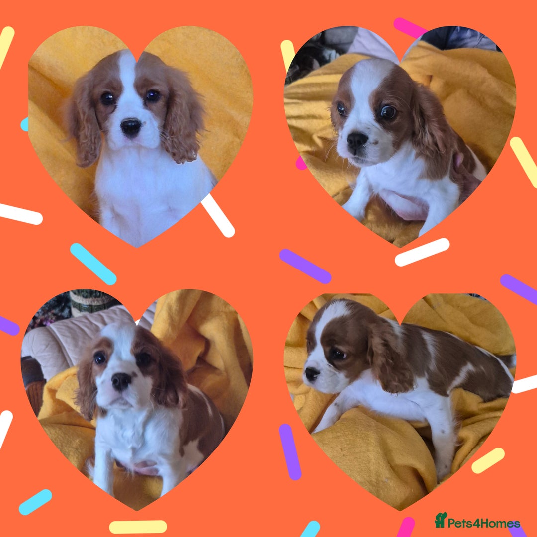 Cavalier King Charles Spaniel dogs for sale: Adorable Cavalier puppies  - Image 1