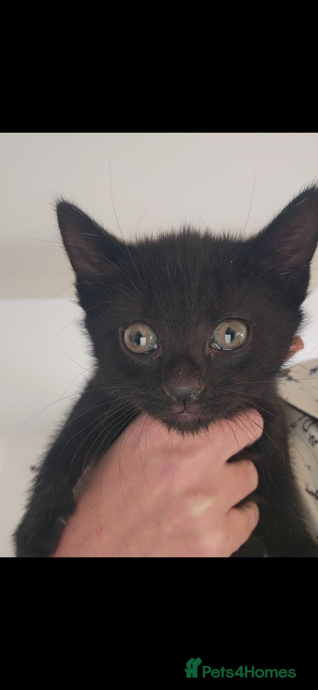 Mixed Breed cats for sale: 3 female kittens. Ready to go 7th jan - Advert 2