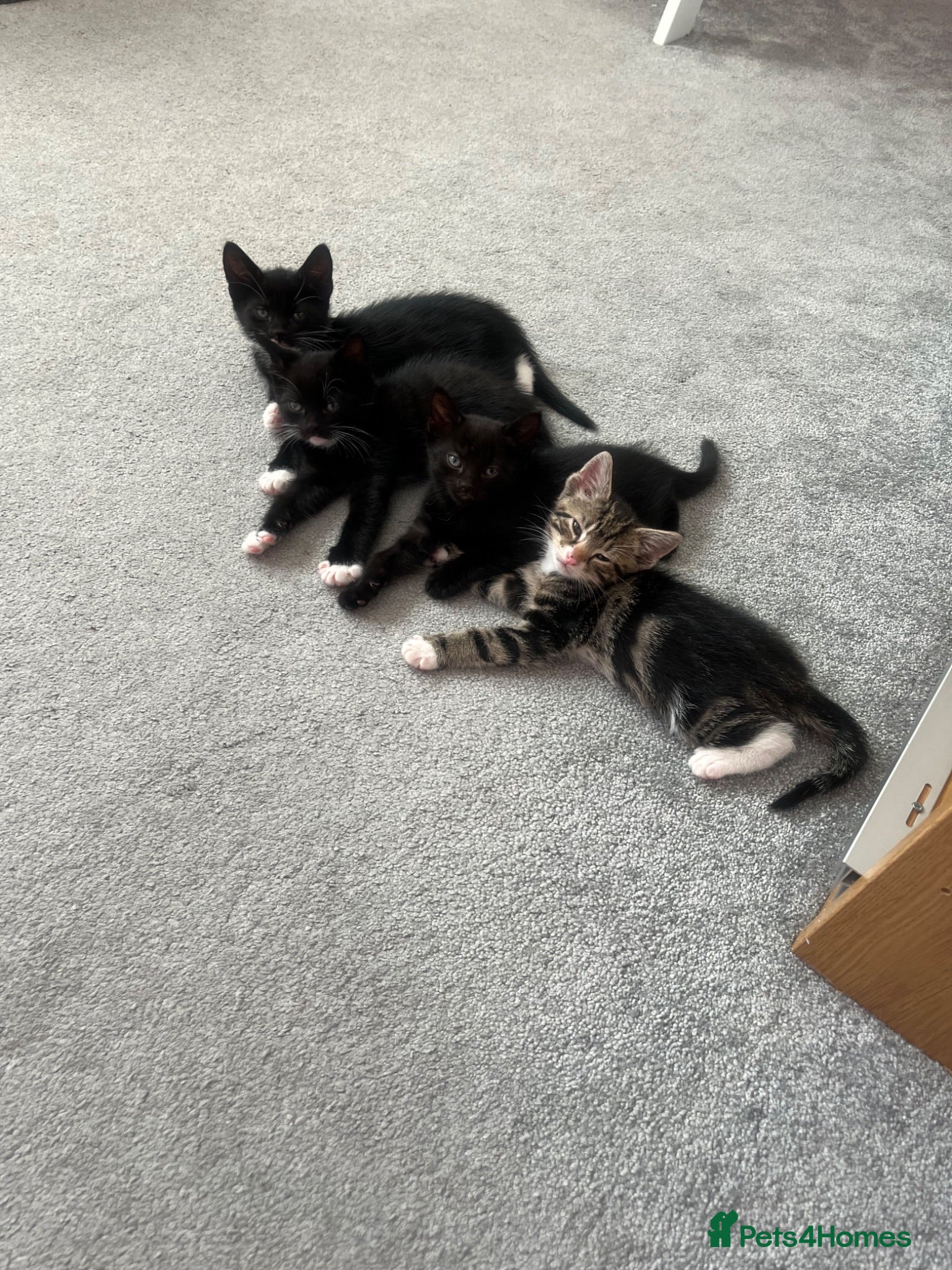 Mixed Breed cats 5 beautiful kittens forsale - Advert 16