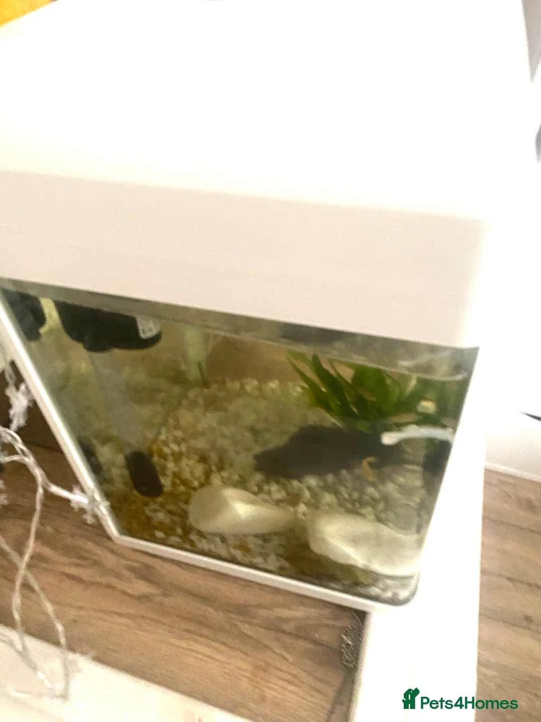 Other/Mixed Breed fish for sale: Small Fish Tank-Small Fish-2 dwarf frogs - Advert 4