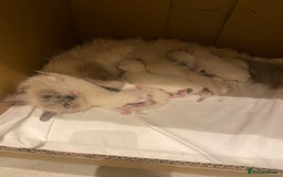 Ragdoll cats for sale: Beautiful doll face Ragdoll kittens  - Image 4