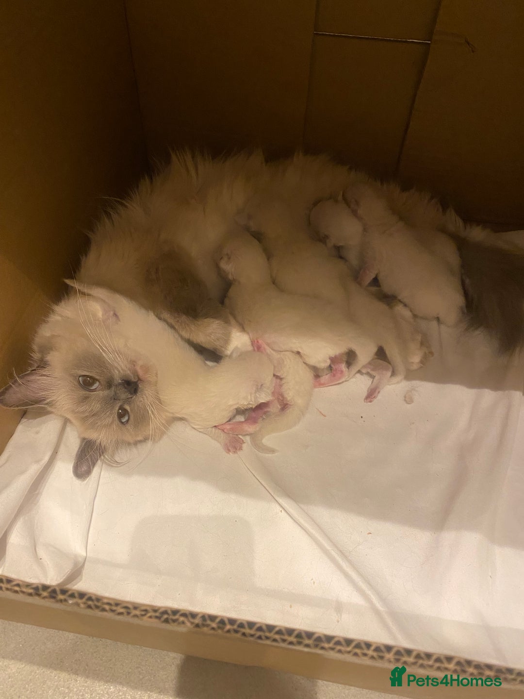 Ragdoll cats for sale: Beautiful doll face Ragdoll kittens  - Image 4