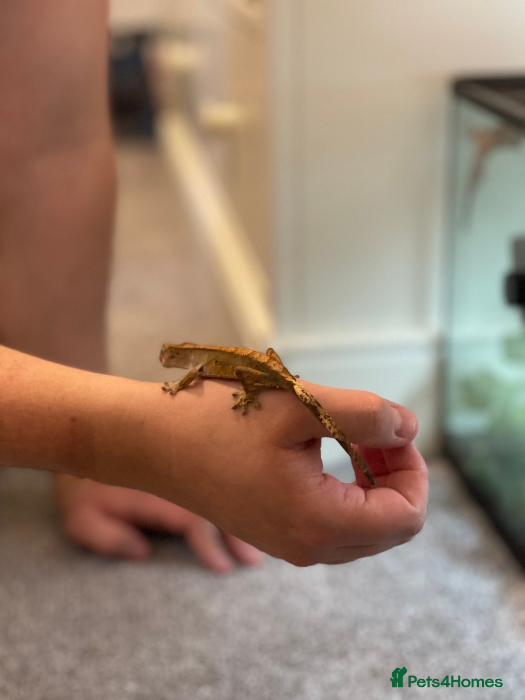 Gecko reptiles for sale: Crested Gecko - Advert 7
