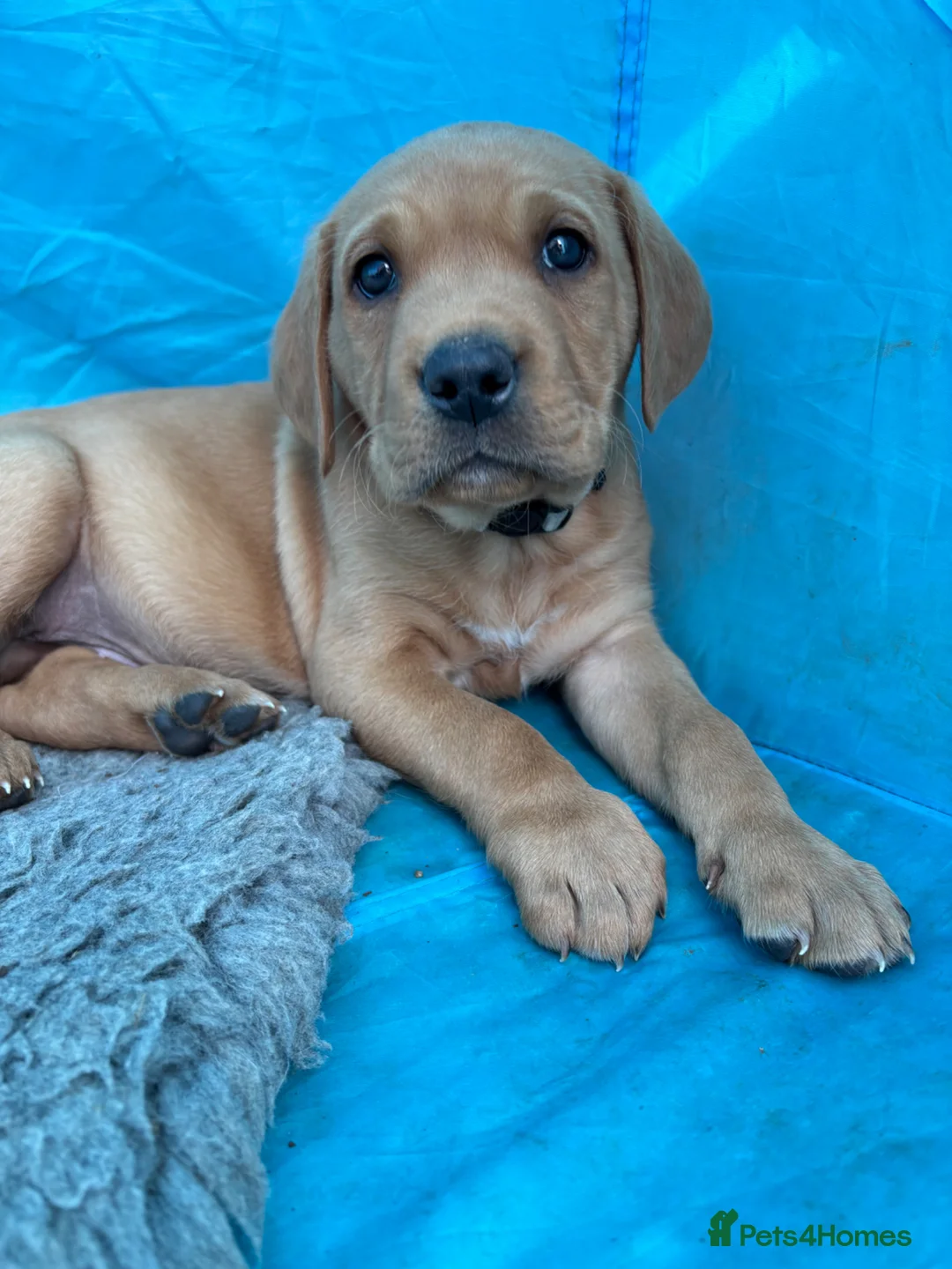 Labrador Retriever dogs for sale: Fox fed Labrador puppy in Heathfield - Advert 2