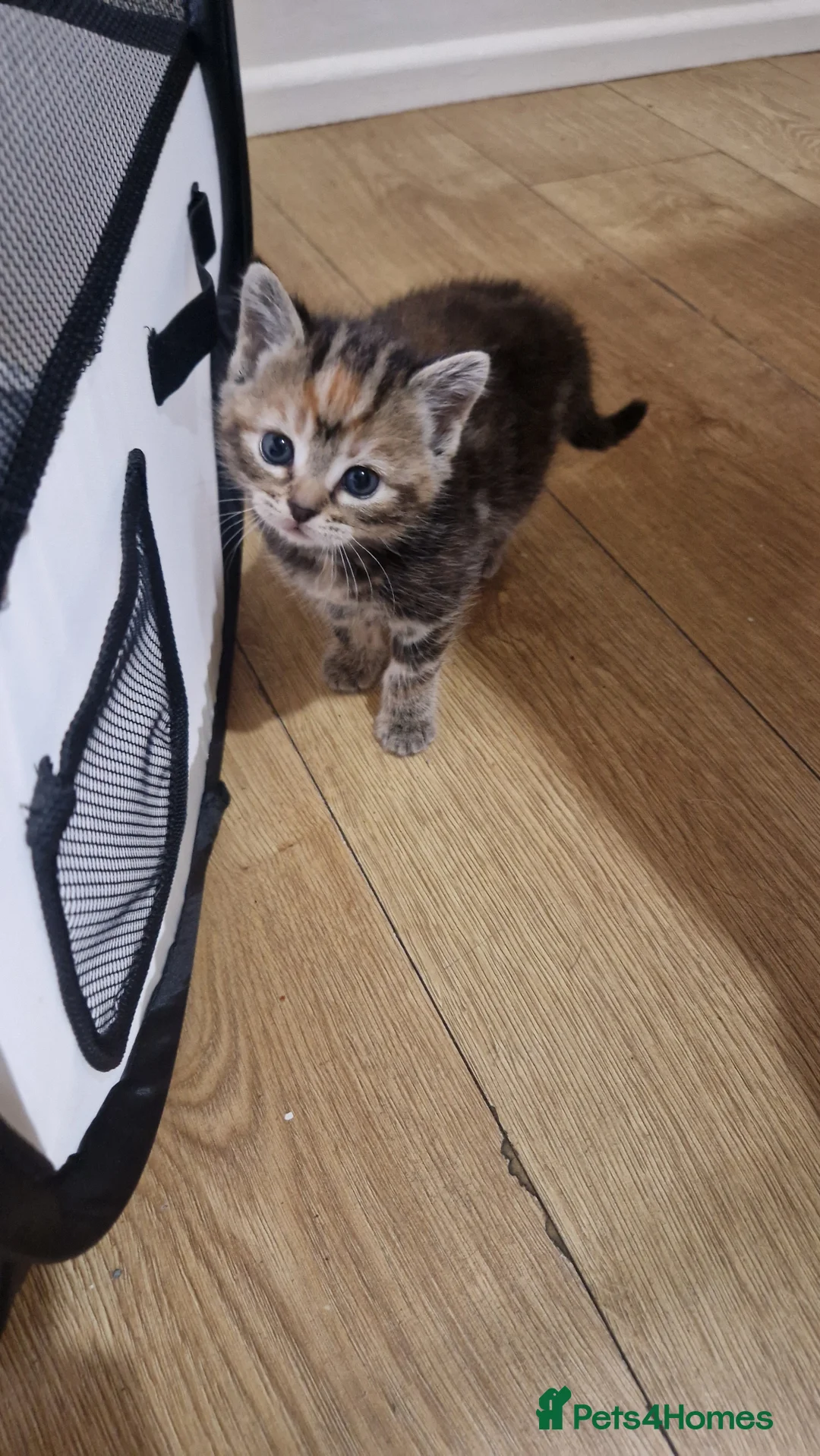 Mixed Breed cats for sale: Beautiful frendly kittens  - Advert 1
