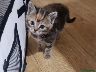 Mixed Breed cats Beautiful frendly kittens - Advert 3