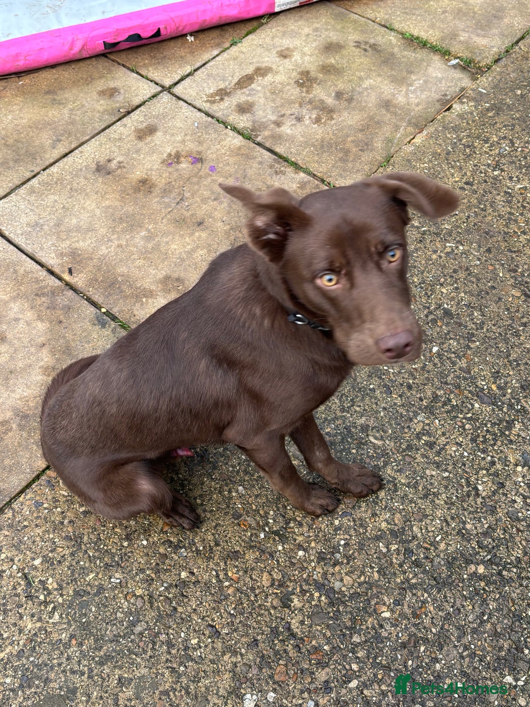 Borador dogs for sale: Colli cross lab  - Advert 5