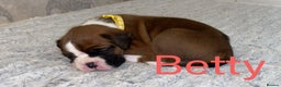 Boxer dogs for sale: Boxer puppies for sale  - Advert 3