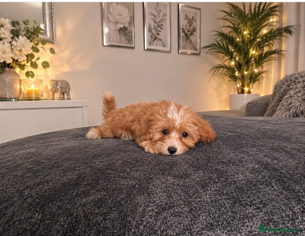 Maltipoo dogs Beautiful Asian maltipoo puppies  - Advert 1
