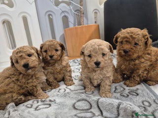 Maltipoo dogs Beautiful Toy Maltipoo Puppies - Advert 5