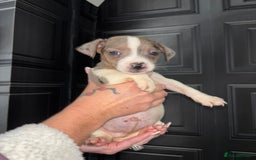 Jack Russell dogs for sale: Rainbow Jack Russells in Stockport - Image 14