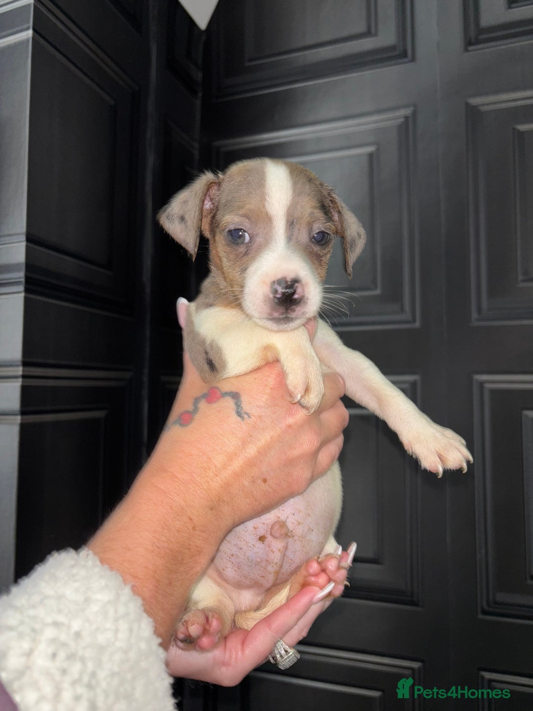 Jack Russell dogs for sale: Rainbow Jack Russells in Stockport - Image 14