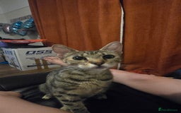 Mixed Breed cats for sale: Female adult cross bengal/ British short hair - Image 2