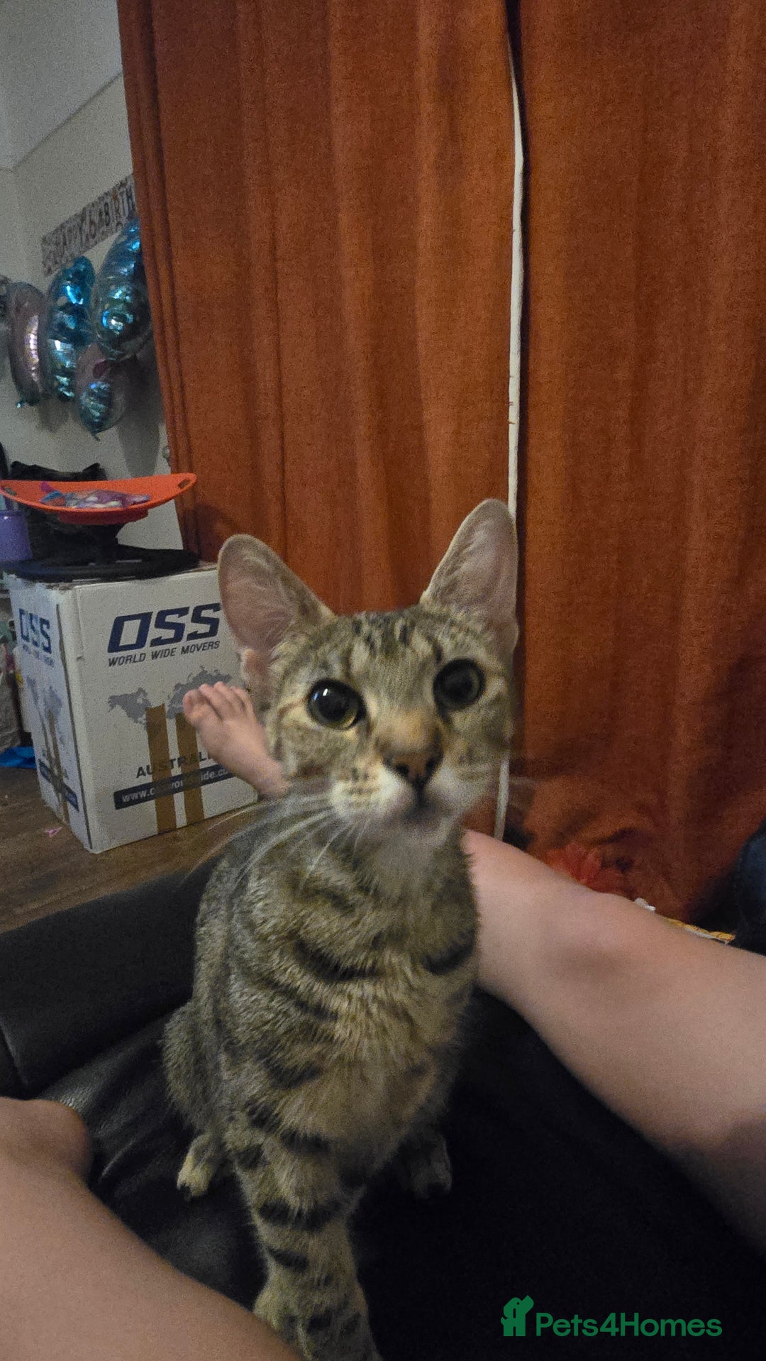 Mixed Breed cats for sale: Female adult cross bengal/ British short hair - Image 2
