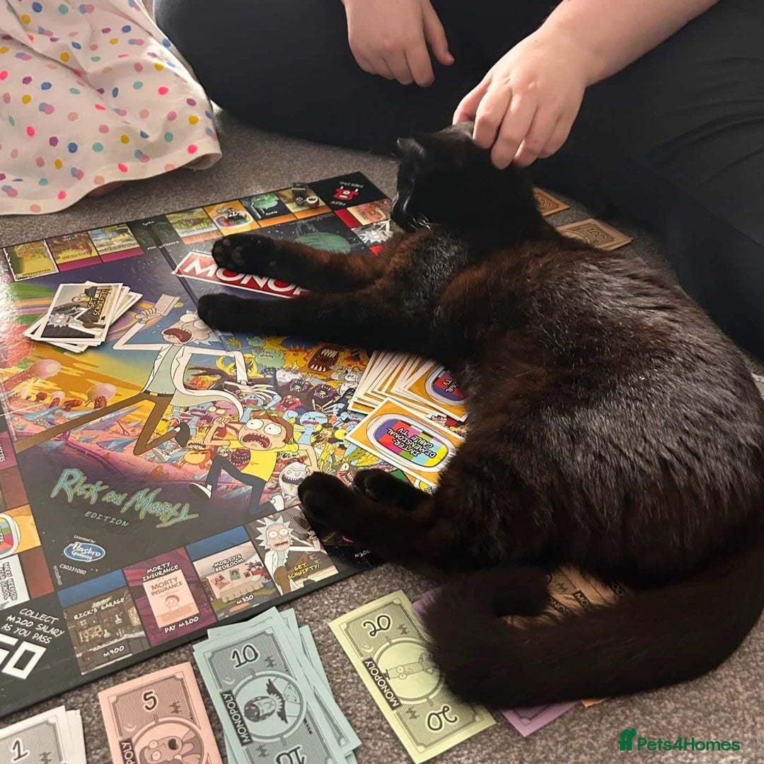 Domestic Shorthair cats for adoption: Binx, 1 year old neutered male  - Image 5