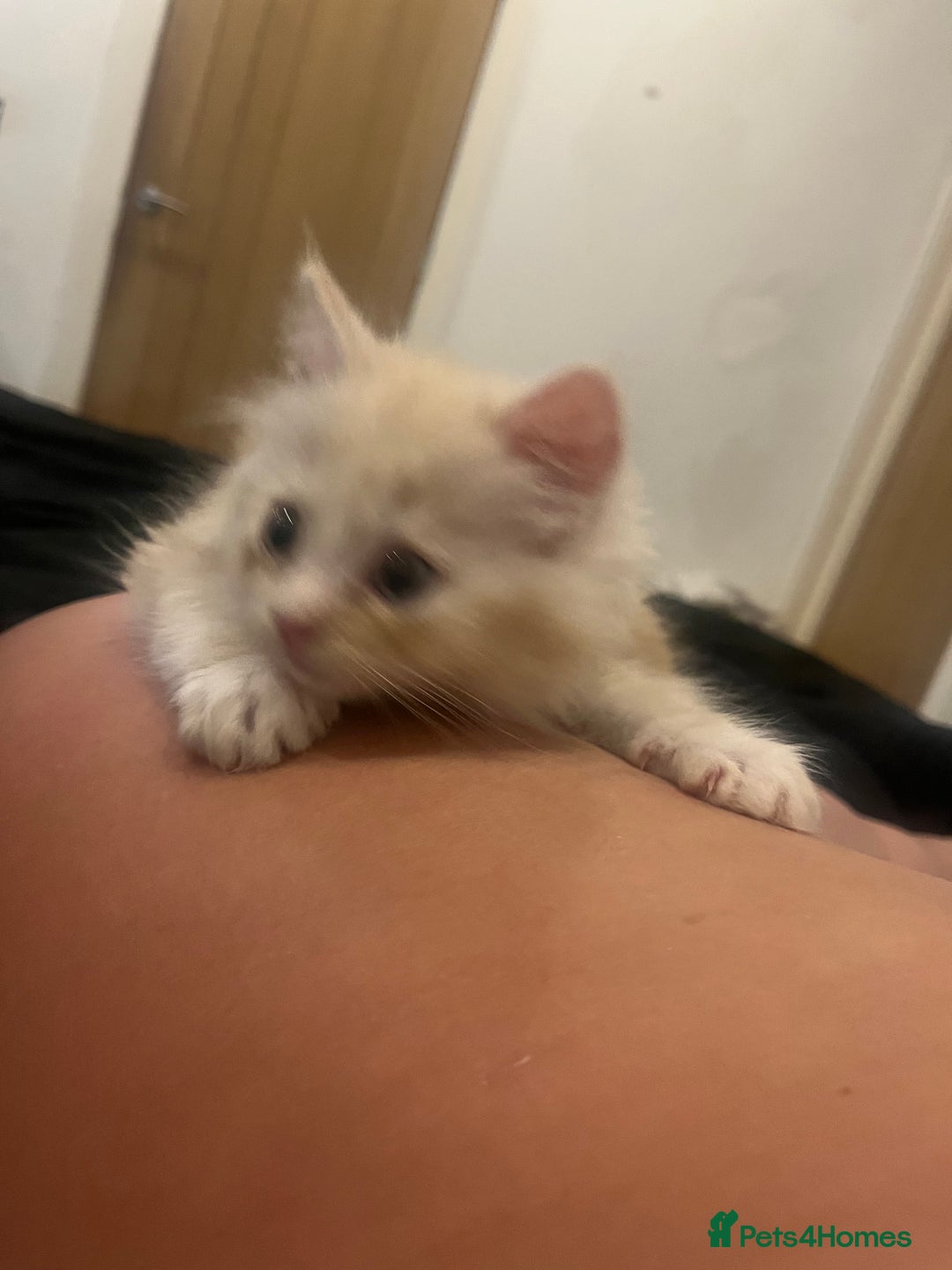 Persian cats for sale: Persian kitten for sale - Image 3