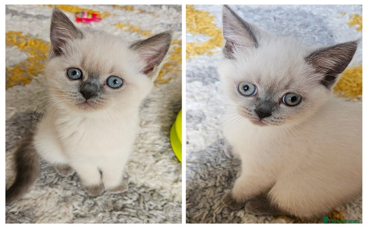 Scottish Fold cats - Advert 12