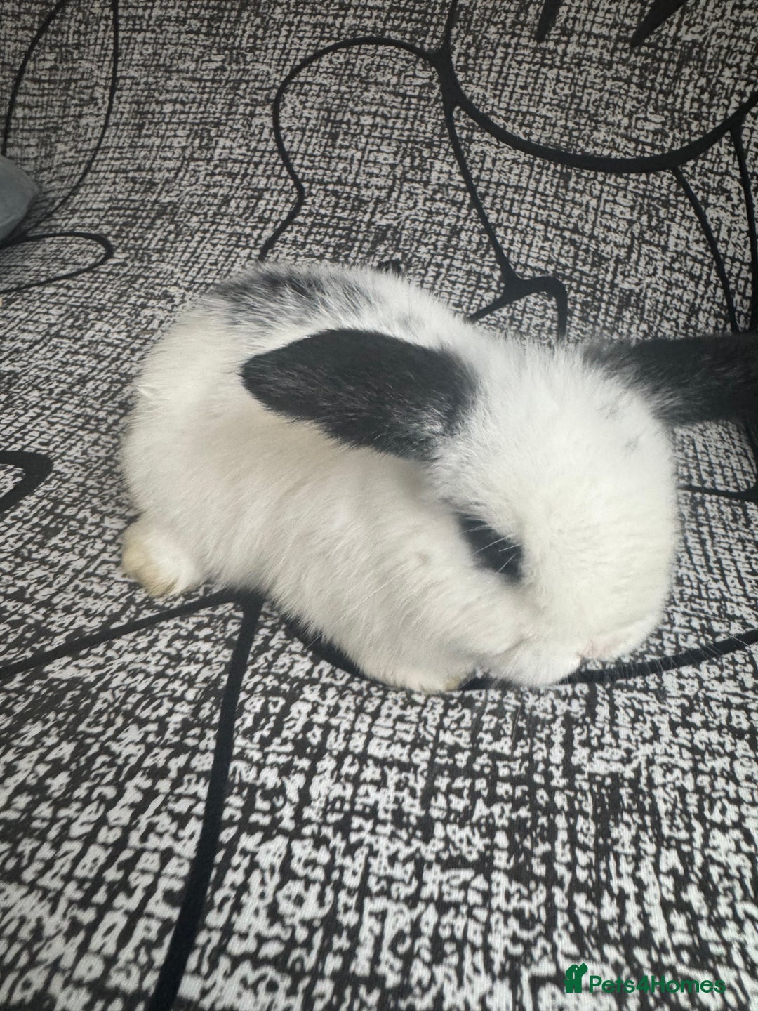 Mini Lop rabbits for sale: Baby mini lops  - Advert 8