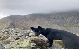 German Shepherd dogs for stud: Stunning black GSD - exceptional health and temper - Image 6
