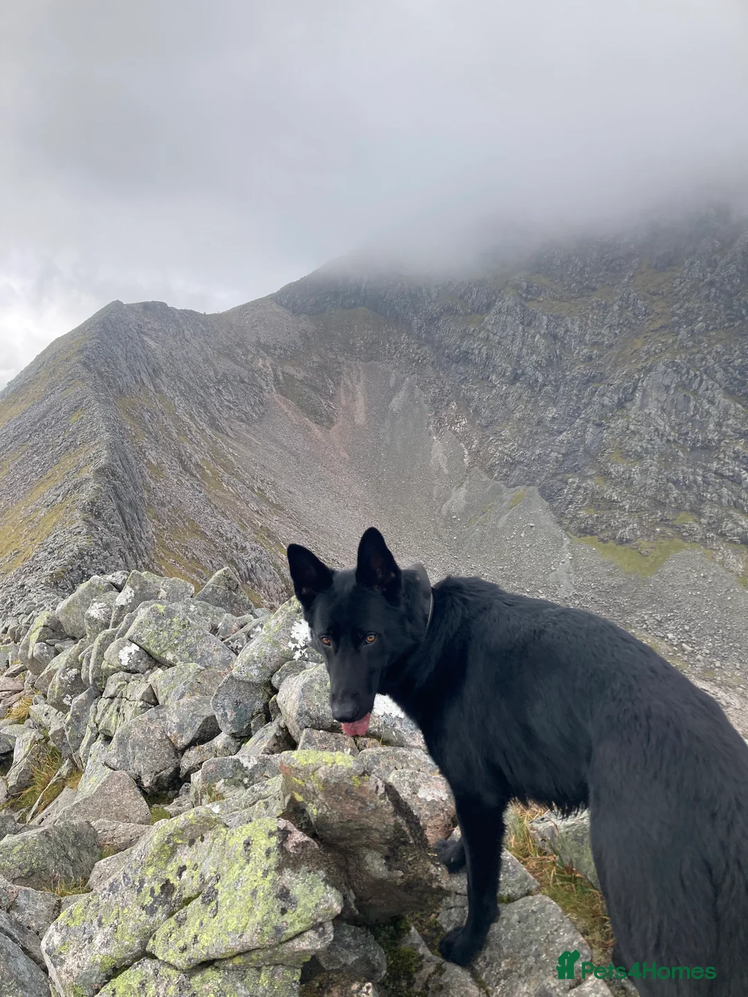 German Shepherd dogs for stud: Stunning black GSD - exceptional health and temper - Advert 8