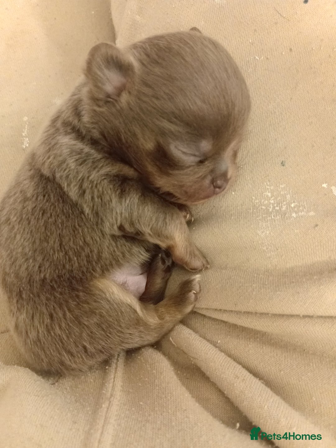 Chihuahua dogs for sale: Lilac and tan chihuahua boy ( ** ) - Advert 2