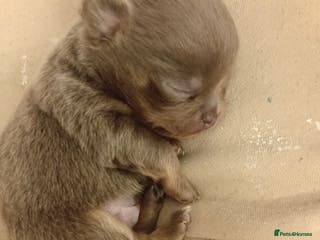 Chihuahua dogs Lilac and tan chihuahua boy - Advert 1