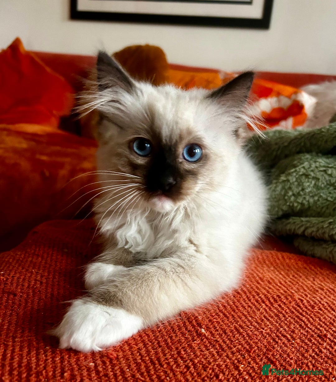 Ragdoll cats for sale: Pedigree Ragdoll Kittens seeking loving homes 🧡 - Image 9