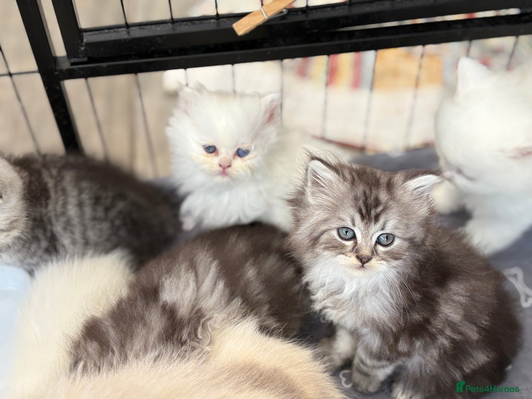 Persian cats for sale: Persian x kittens , 2 separate litters - Advert 24