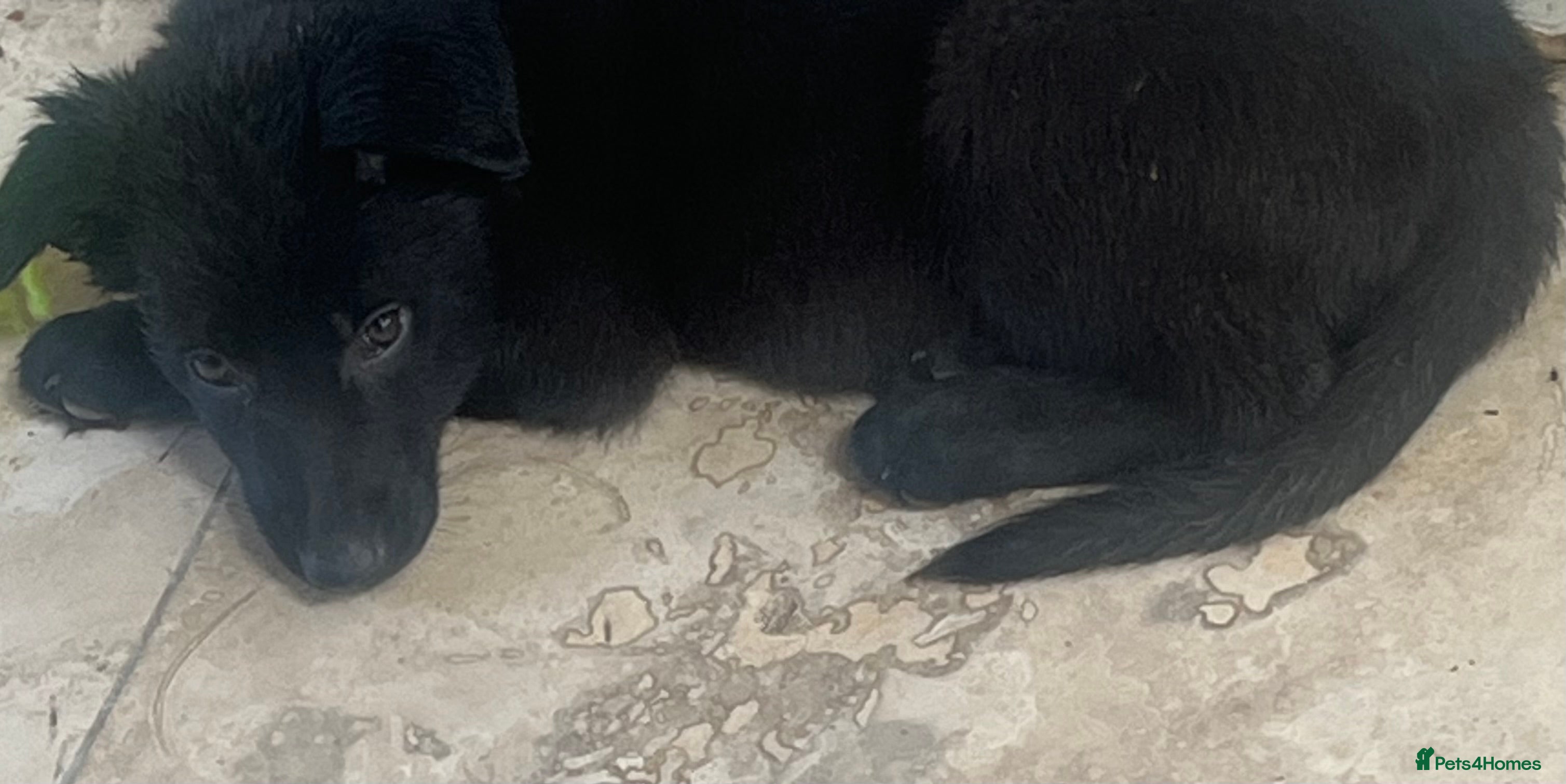 Mixed Breed dogs Reduced 🥰German Shepherd pups  - Advert 2