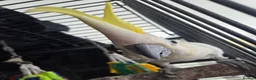 Cockatoo birds for sale: Max Sulphur Crested Cockatoo in Peterborough - Advert 3