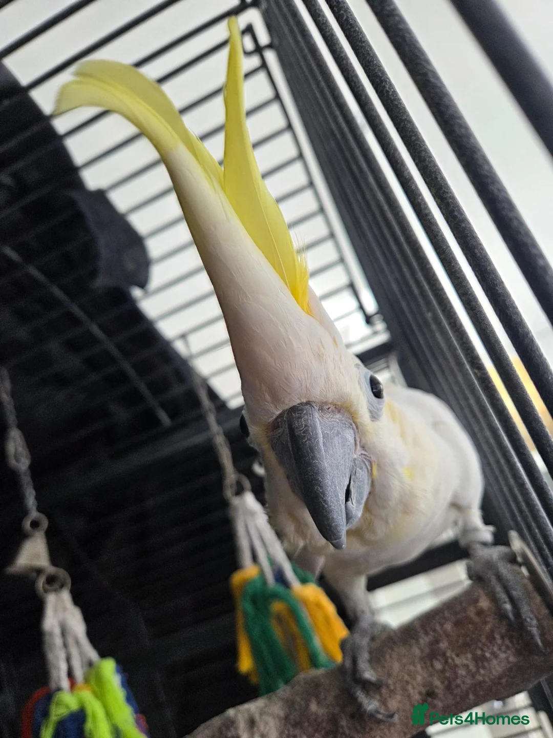 Cockatoo birds for sale: Max Sulphur Crested Cockatoo in Peterborough - Advert 3