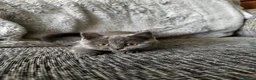 Scottish Fold cats for sale: Ready Now - Beautiful Scottish Kittens - Advert 7