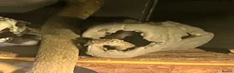 Monitor reptiles for sale: Ackie monitor  in Dudley - Advert 6
